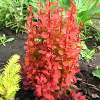     Berberis thunbergii Orange Rocket